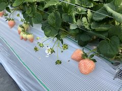 �L�e�B����̂���������� �݂̂����B���b�W�ւ̓��e�ʐ^1