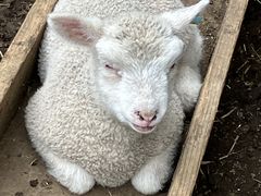 �܂�����񂳂�̃_�`���E�����@�Ή��t�@�[���ւ̓��e�ʐ^1