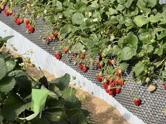 }bVICHIGOHOUSE HITACHINAKAւ̓eʐ^1