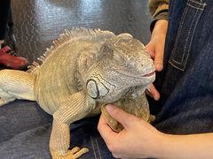 ケンケンさんの爬虫類カフェ ROCK STAR りんくうシークル店への投稿写真1