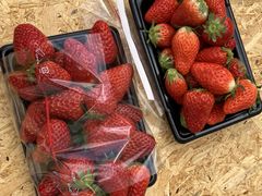 `񂳂THE RED mountain berry farmւ̓eʐ^1