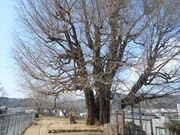 gV[̍p̃IIC`E̓eʐ^1