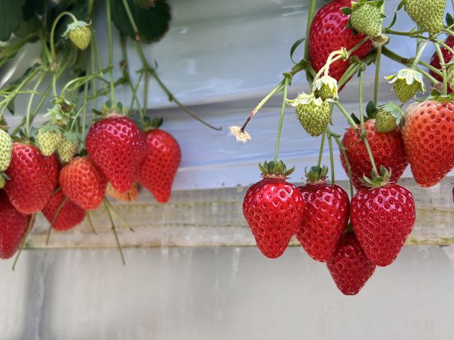 ���������������Â��Ĕ������������ł�_�쓇��������