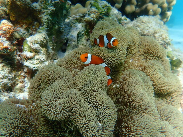 期待通りのニモ_imtida宮古島