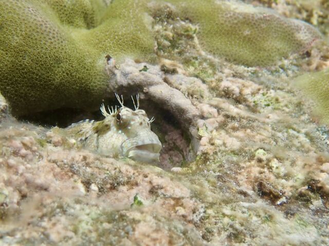 ん?居た!_imtida宮古島