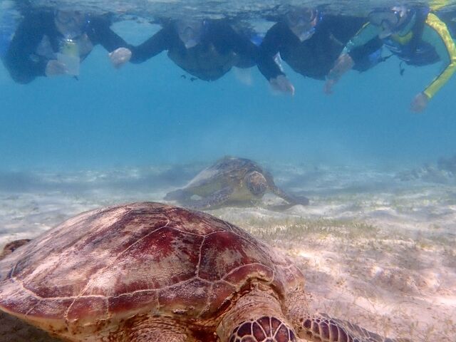 2匹同時は感動です!_imtida宮古島