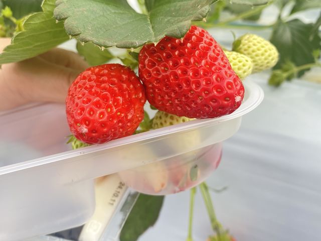 �������̐�[�ɑS���������̂����Ă�A�ł����ȂƂ���ł����B_䕉� �݂̂���