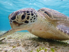 ЂƂ݂񂳂nico {Óւ̓eʐ^1