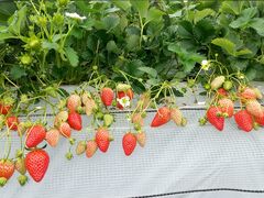 邽ɂ񂳂̂񂿂ނւ̓eʐ^1