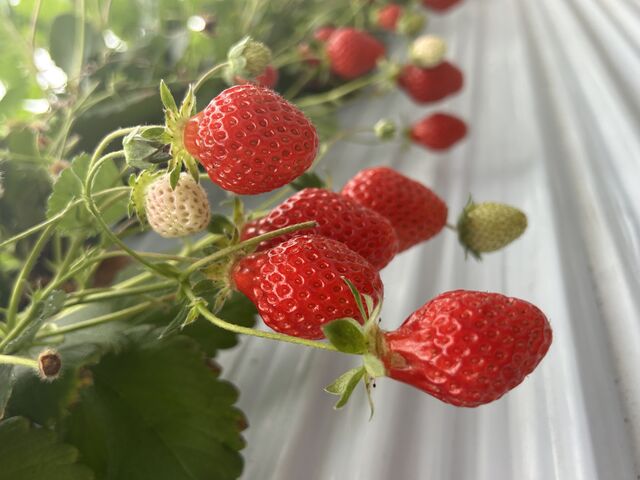 �Ȃ�ŉ��ɁB�B�B_�{�c��������