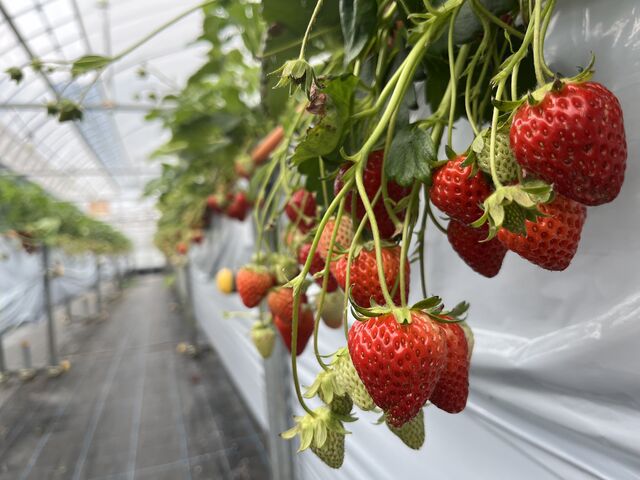 �E�݂��Ă̖��⍁��͊i�ʂł����I_�����̂��t�@�[��