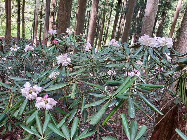 �A�Y�}�V���N�i�Q_���m���S�i�X��