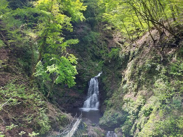 �V�΂ɕ�܂ꂽ��_���m���S�i�X��