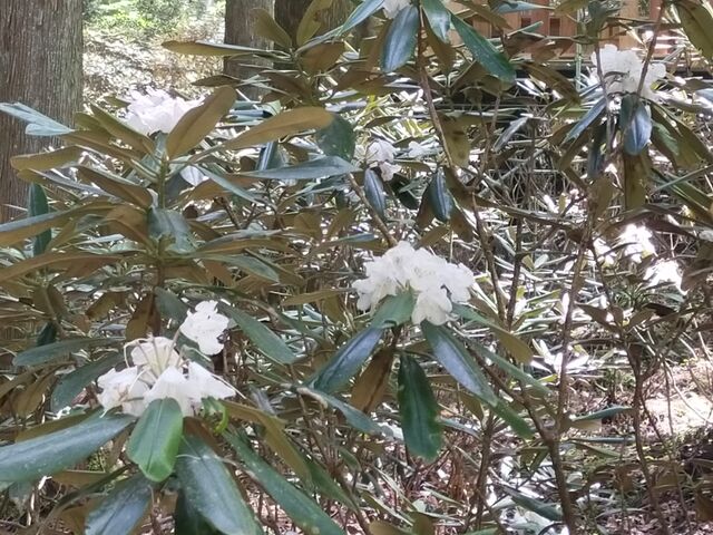 �Γ�Ԃ̔�����_���m���S�i�X��