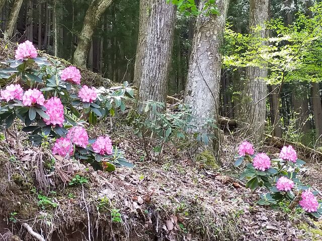 ���ԏ�߂��̃s���N�F�̐Γ��_���m���S�i�X��