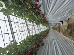 �����炳��̐{�c���������ւ̓��e�ʐ^1