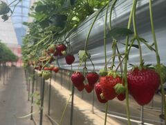 䂤񂳂Ciel farm(VGt@[jւ̓eʐ^1