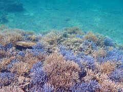 x񂳂LOUTRE ISHIGAKIւ̓eʐ^1