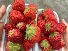 �W��������񂳂�̂�������_���ւ̓��e�ʐ^1