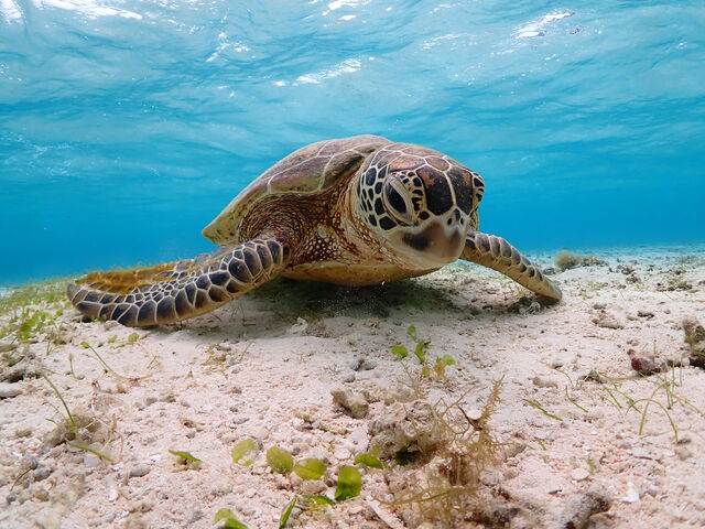 ���X�ɃE�~�K���ɉ�܂����I_�{��blue�܂ق��