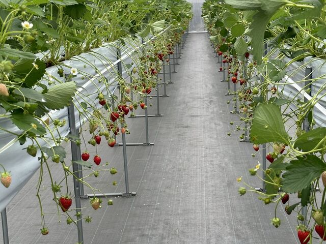 �����Ɏ����_�����炬�@�������p�[�N