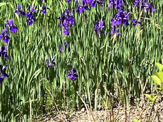 ����߁H_�l�G�̗� �ΐ���