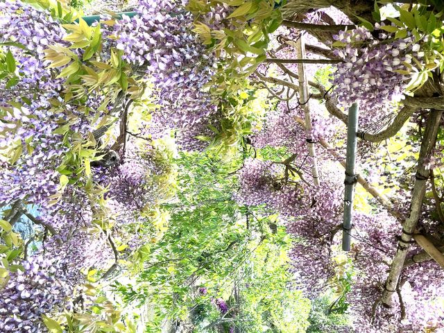 ���̍��肪�S�n����_�l�G�̗� �ΐ���