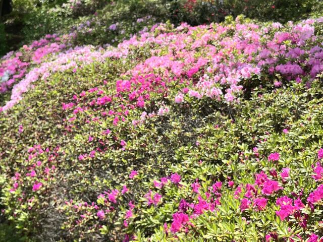 �c�c�W�̓s�[�N�����Ă܂���_�l�G�̗� �ΐ���