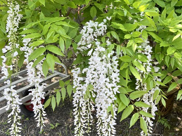 ������_�l�G�̗� �ΐ���