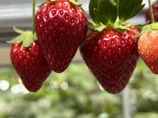 �����̂�����_�x�ÃA�N�A�t�@�[��