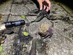 th.monkeyOCEAN LIFEւ̓eʐ^1