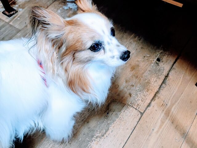 �p�s�����̂Ղ�񂿂��B�Ƃ��Ă������Ă���������B_�L����ЎO�W�M��