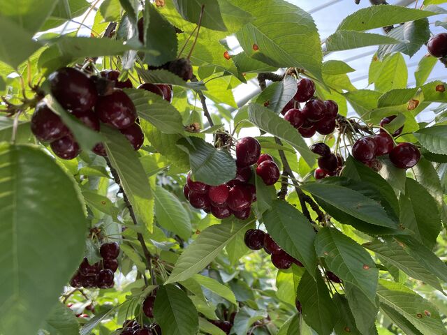 �A�����J�`�F���[�݂����ȐF�����ǃA�����J���`�F���[�ł͂Ȃ���ł��B_��c�_��