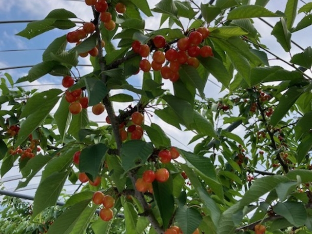 ��R�����Ă܂����B_humming bird