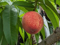 hidepǒ_O[vnEXւ̓eʐ^1