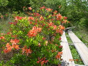 X񂳂̔̃QccW̓eʐ^1