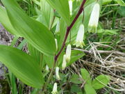 X񂳂̔̃QccW̓eʐ^2