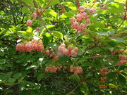 X񂳂̔̃QccW̓eʐ^3