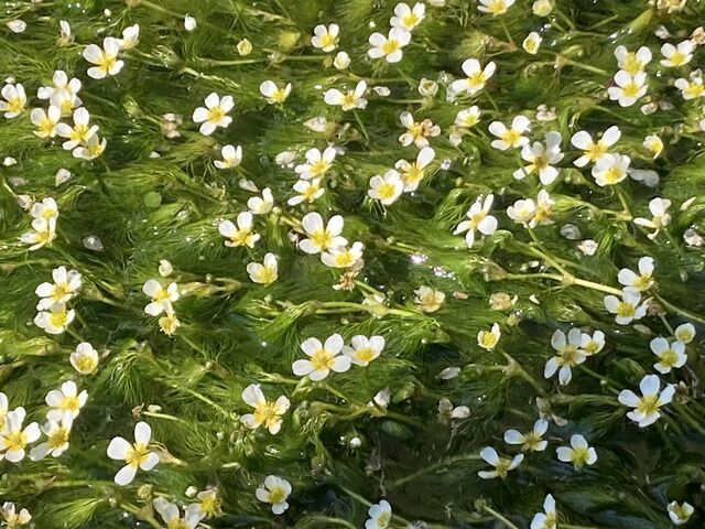 Ƃ񂳂̎̔~ԑ̓eʐ^2