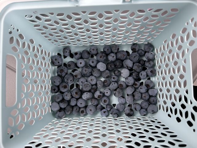 ���ꂾ�������ċA��܂����B_�x���u���[�x���[�t�@�[��  mokki