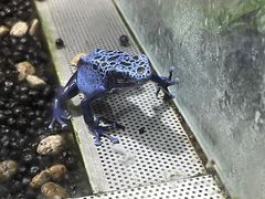 ݂񂳂̃JXC 萅قւ̓eʐ^1