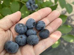 񂶂񂳂̌܌jrӂ`ւ̓eʐ^1