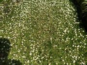 Ƃ񂳂̎̔~ԑ̓eʐ^1