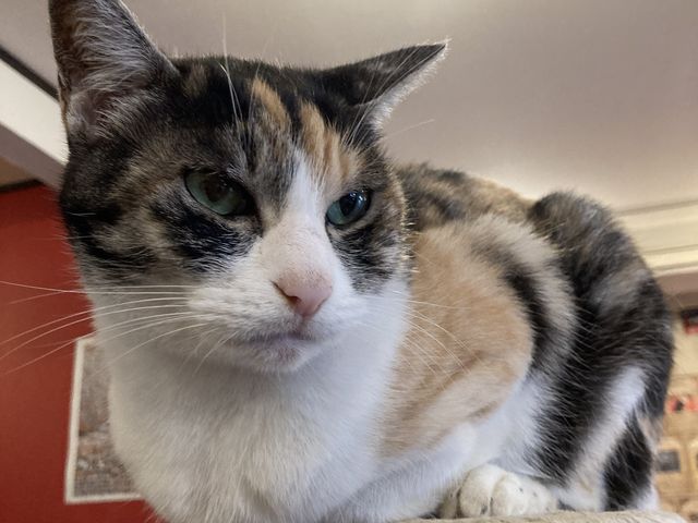 �L�����̃W�����v�͂͐����I_�~���[�L�[�Y