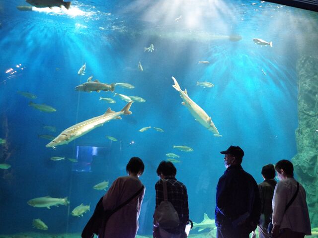 �傫�Ȑ����ɒ����������E�E�E_�T�P�̂ӂ邳�Ɛ�ΐ�����