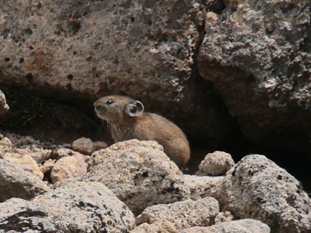 ���̖�����_���R�i���x�j