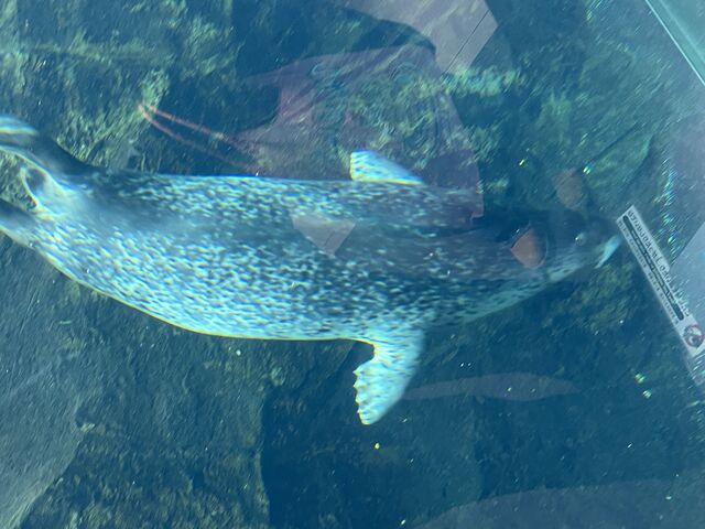 �A�U���V�̉j���͌��Ă��ĂƂĂ��y�����ł�_���R������