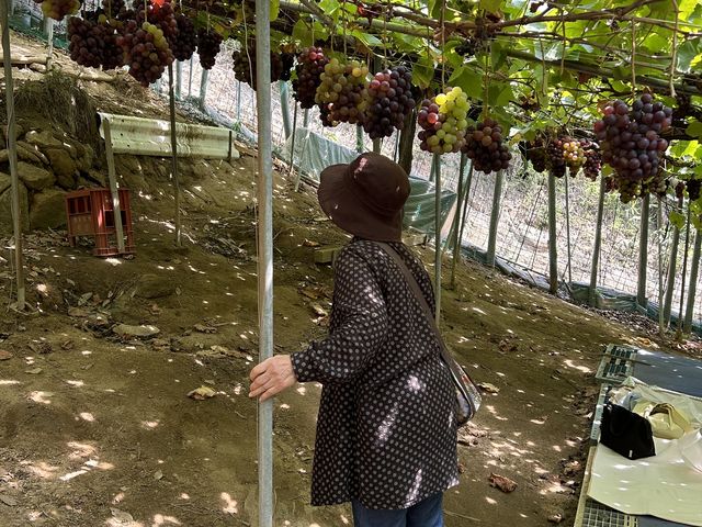 ���������Ζʂł��@��Ȃ�ł�_33���E��(�����s�ό��Ԃǂ��Z���^�[�����x��)