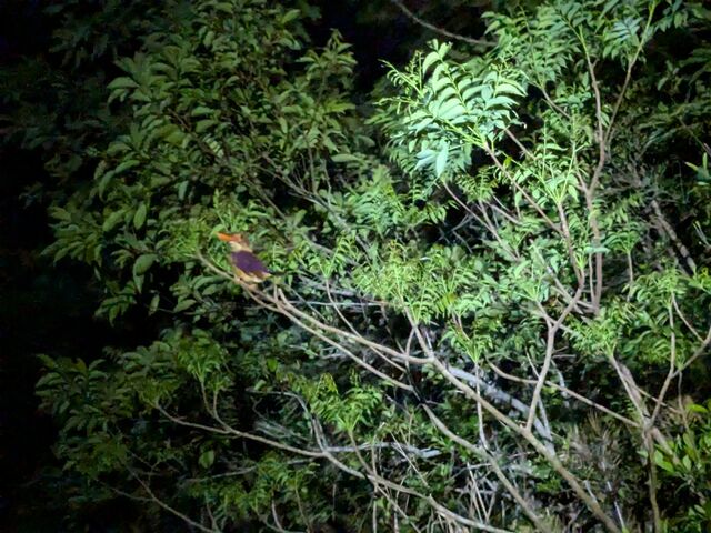 �A�J�V���E�r���͓썑�炵���F���̒��ł����I_�~�b�h�i�C�g�c�A�[����