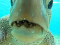 [Ȃ̃I[X[Vm[P{Óւ̓eʐ^1